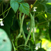 Cannellini Pole Dried Bean (Organic, 85 Days)
