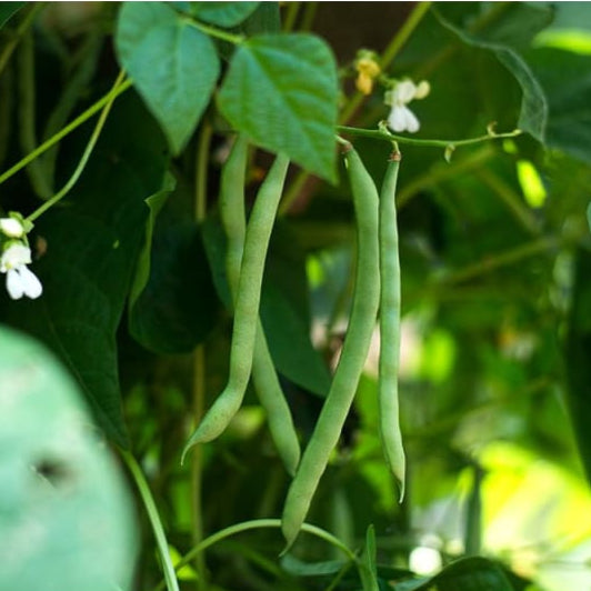 Cannellini Pole Dried Bean (Organic, 85 Days)