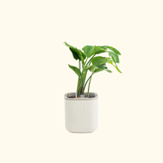 EZ Self-Watering Home Planter
