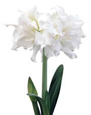 Snow White® Symphony Amaryllis