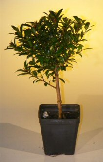 Pre Bonsai Flowering Brush Cherry Bonsai Tree - Small(eugenia myrtifolia)