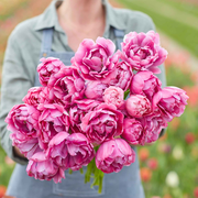 Tulip Bulbs - Blue Diamond