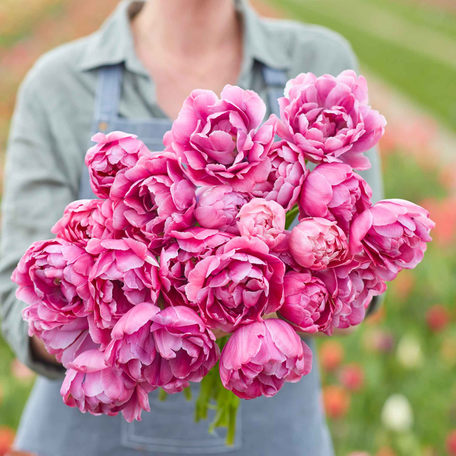 Tulip Bulbs - Blue Diamond