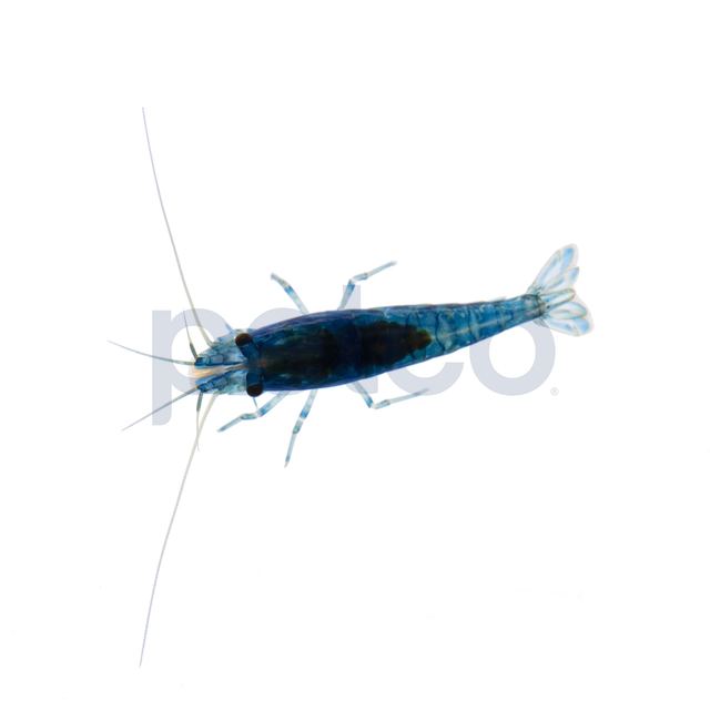 Blue Shrimp (Neocaridina sp.)