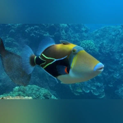 Rectangulus Triggerfish