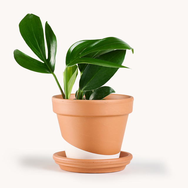 Rhaphidophora Decursiva