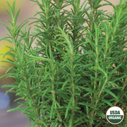 Rosemary Organic Seeds, 200mg
