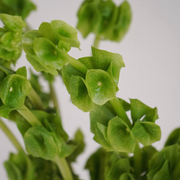 Bells of Ireland Molucella Flower