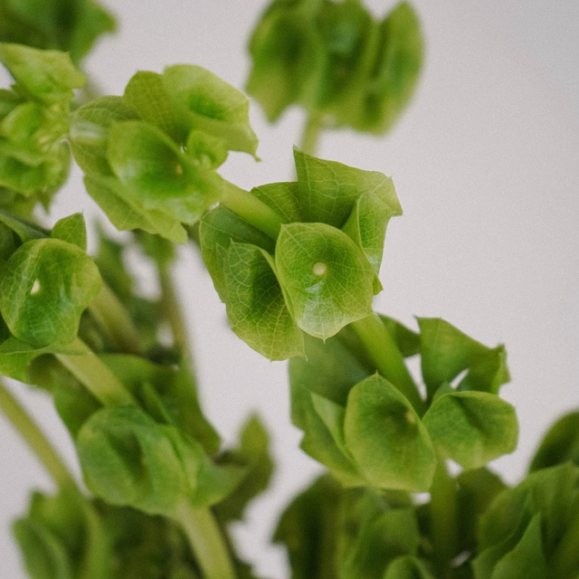 Bells of Ireland Molucella Flower