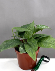 Cebu Blue Pothos