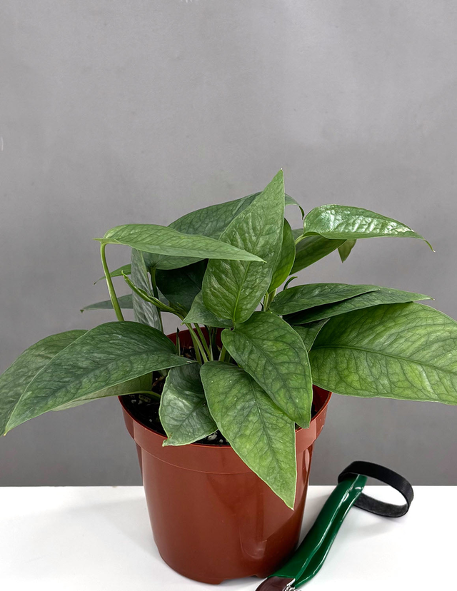 Cebu Blue Pothos