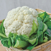 Snow Crown Hybrid Cauliflower Seed