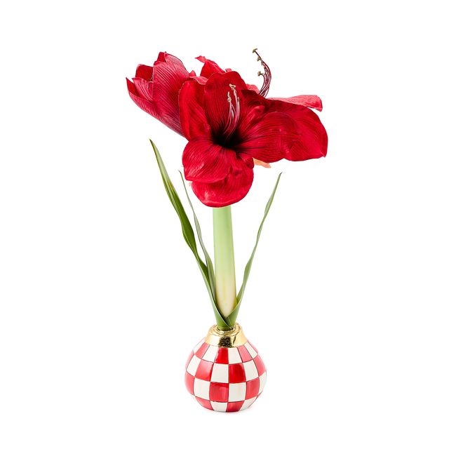 Red Check Amaryllis Bulb Arrangement