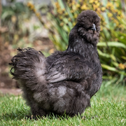Baby Chicks: Black Silkie Bantam