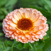 Calendula officinalis 'Pink Surprise' Seeds