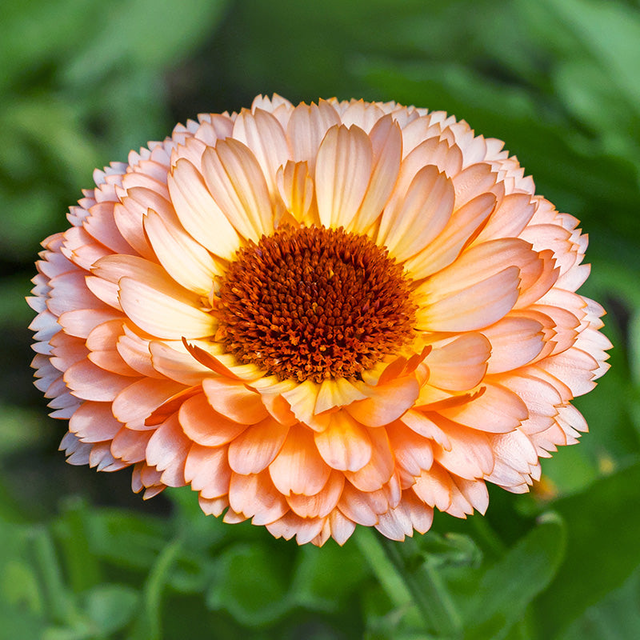 Calendula officinalis 'Pink Surprise' Seeds