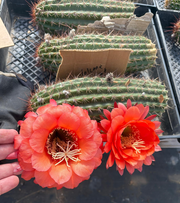 #EC136 EXACT Trichocereus Hybrid Volcanic Sunset Cactus Cutting