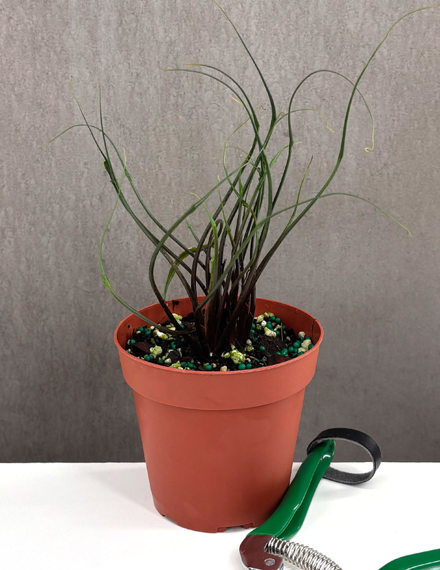 Alocasia Flying Squid