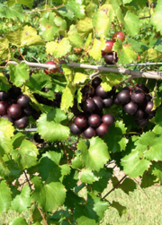 Carlos Muscadine Grape Vine - Vitis rotundifolia