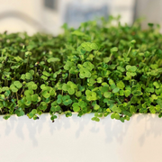 Microgreens Desktop Garden Starter Kit