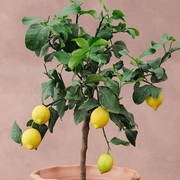 Citrus × limon 'Four Seasons' - lemon Four Seasons