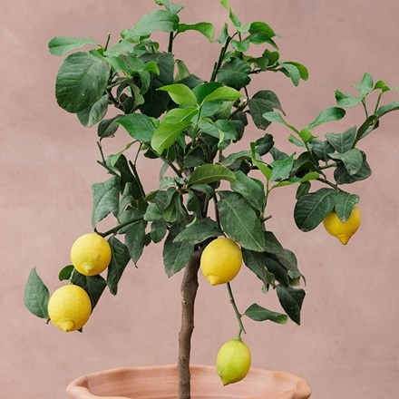 Citrus × limon 'Four Seasons' - lemon Four Seasons