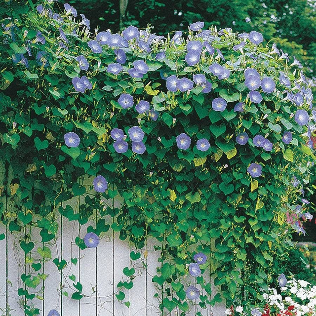 'Heavenly Blue' Morning Glory Vine Seeds