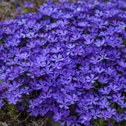 'Violet Pinwheels' Creeping Phlox