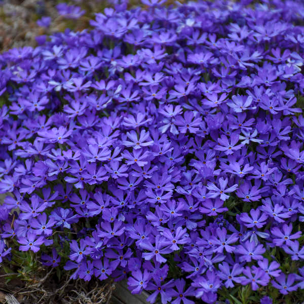 'Violet Pinwheels' Creeping Phlox
