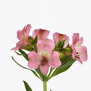 Alstroemeria Light Pink