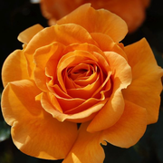 Vavoom™ Floribunda Rose Bush