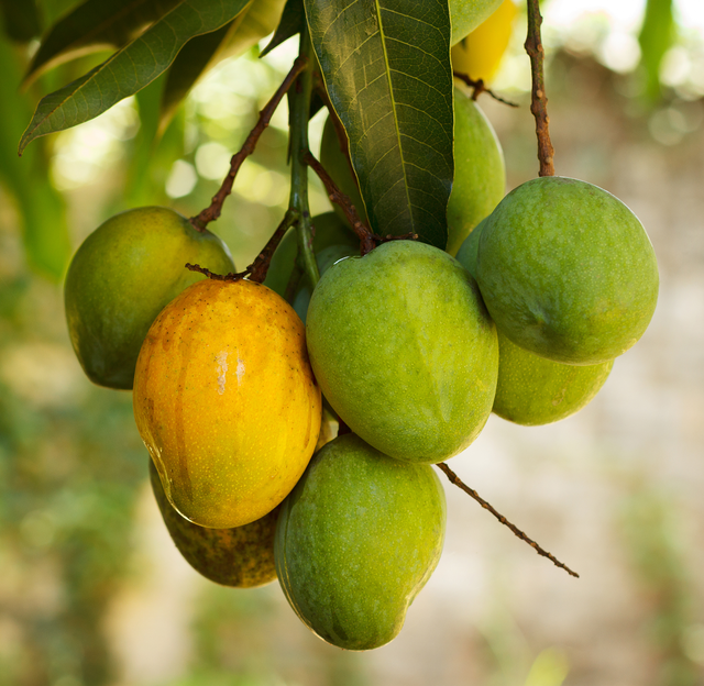 Kent Mango Tree