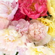 Mixed Color Peonies for June Delivery