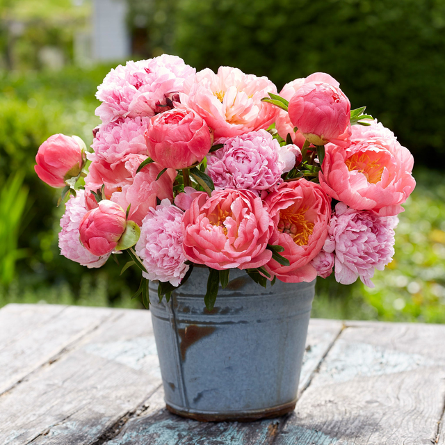 Peony Roots - Pink Sunrise Mix