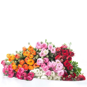 Ranunculus Assorted Colors - 120 Stem Box