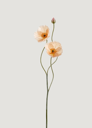 Fake Blooming Poppy Flowers in Peach - 29"