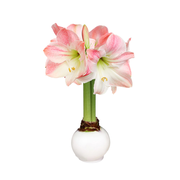 Winter Waxed Amaryllis Bulb‎ with appleblossom blooms