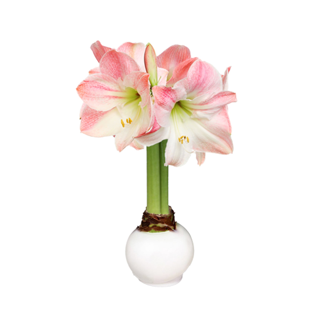 Winter Waxed Amaryllis Bulb with appleblossom blooms
