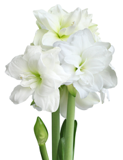 Alfresco® Sonata Amaryllis