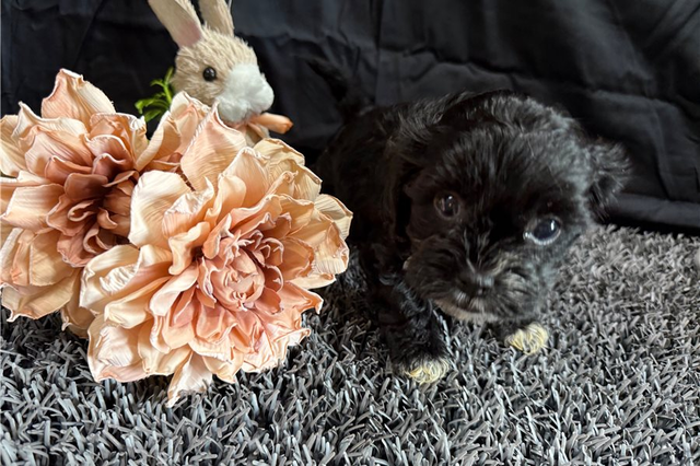 Sweetie | Puppies For Sale at Pawrade