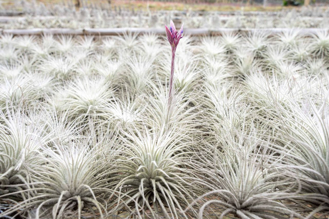 BLOOM SALE - XXL Tillandsia Tectorum Ecuador Air Plant