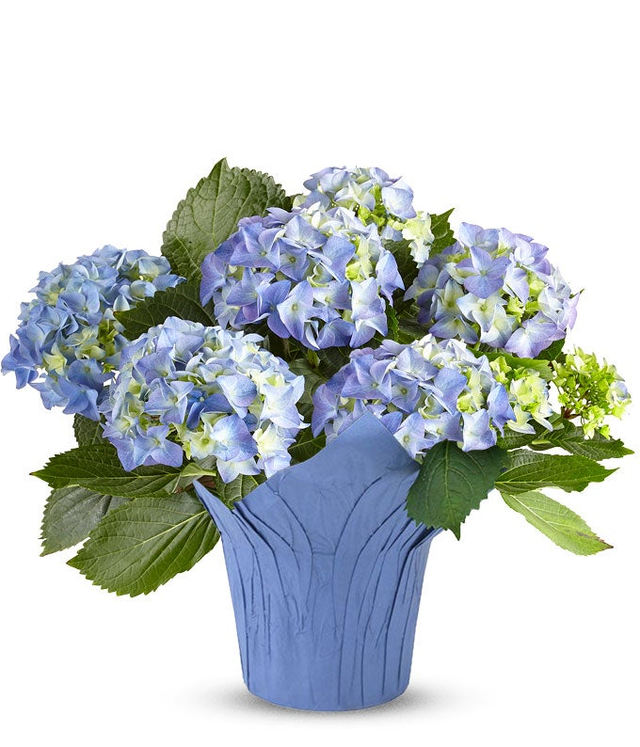 Bold Blue Hydrangea at Send Flowers