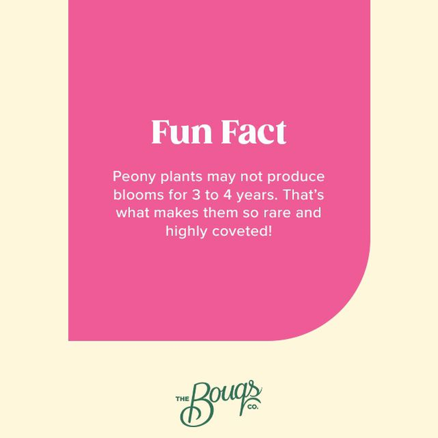 Farmer's Choice Peonies