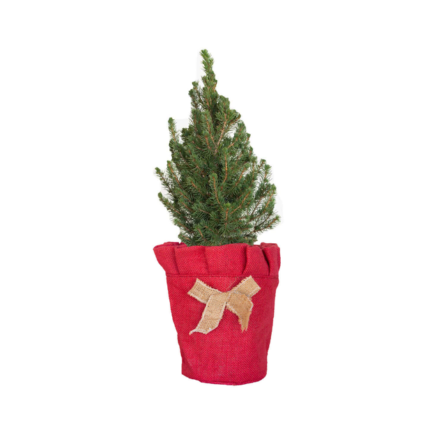 Living Christmas Tree - Dwarf Alberta Spruce