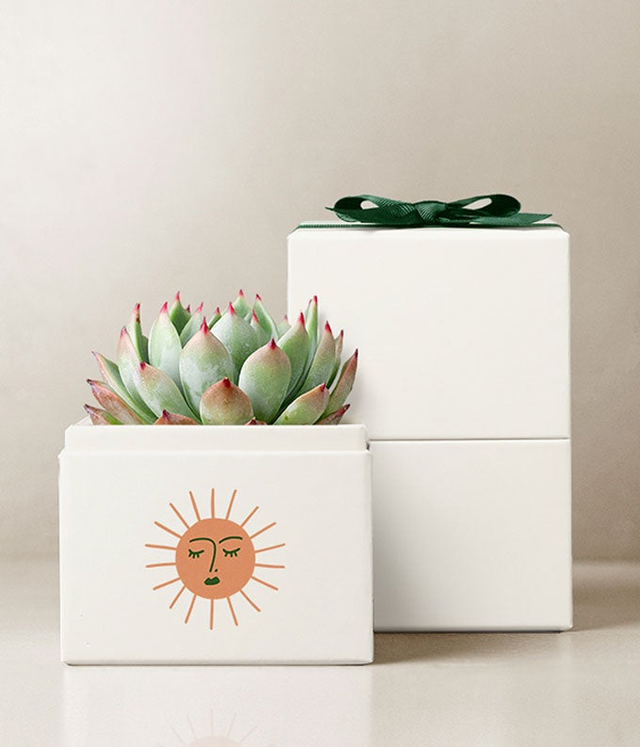 Succulent Delivery | Send Succulents Today
