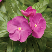Cora® XDR Orchid Vinca Seeds