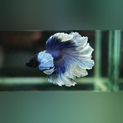 Halfmoon Rosetail Betta