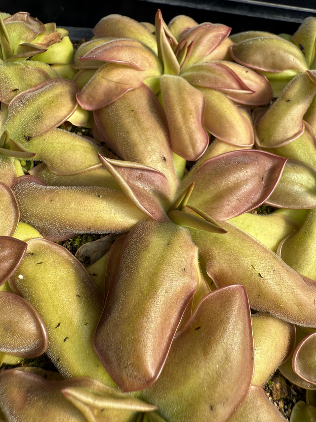 Pinguicula x “Sprawler” BARE ROOT