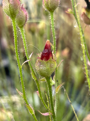 Drosophyllum lusitanicum “Los Barrios, Spain, Red Seed Pod” Potted