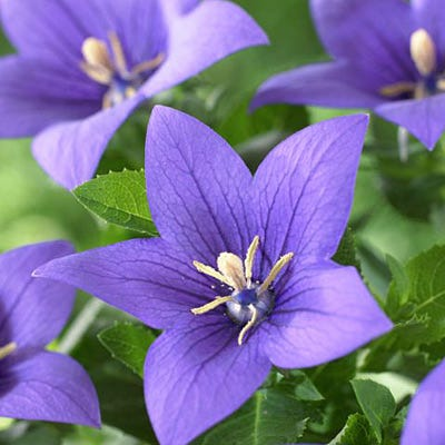 Sentimental Blue Balloon Flower